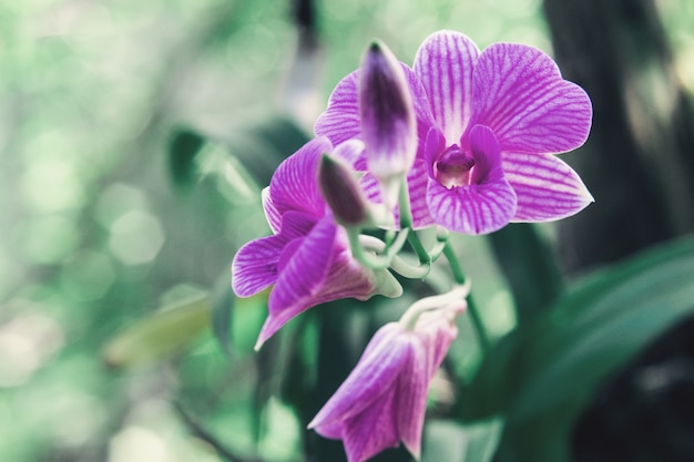 Orchidea di rattan sull&#39;albero.