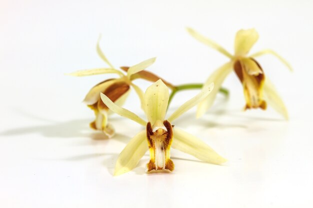 Orchidea di trinervis di Coelogyne