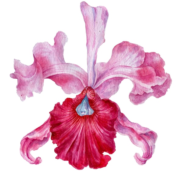 Orchidea Disegno ad acquerello di un fiore di orchidea Illustrazione botanica