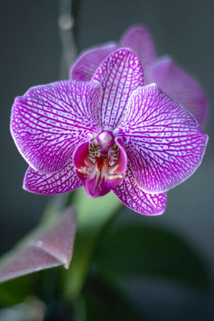 Orchidea fucsia in fiore Primo piano del fiore Modello di petali Pianta esotica