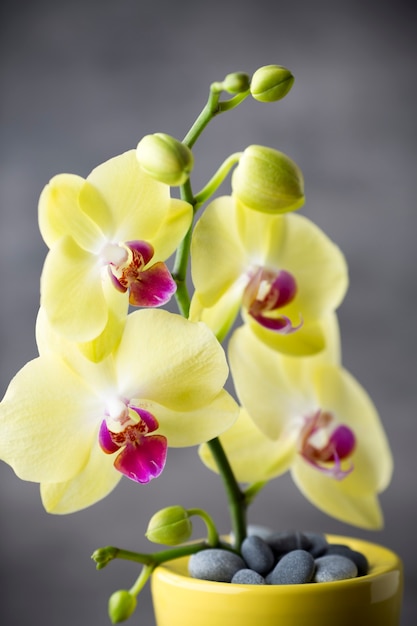 Orchidea gialla sui precedenti grigi.