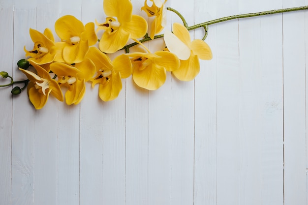 Orchidea gialla sul legno bianco