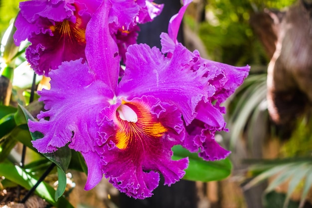 Orchidea ibrida Violet Cattleya