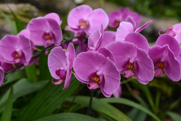 Orchidea in fiore nel giardino