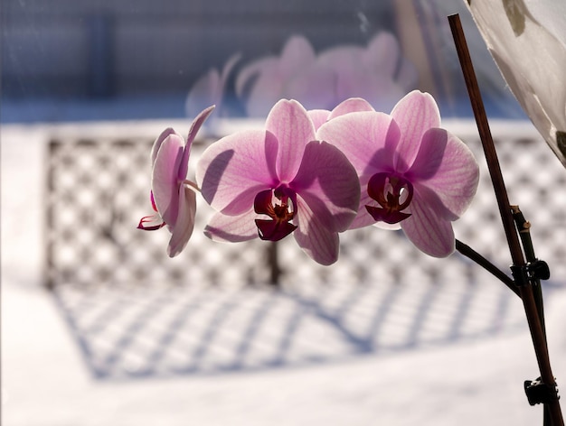 Orchidea in fiore sulla finestra sullo sfondo di un paesaggio innevato