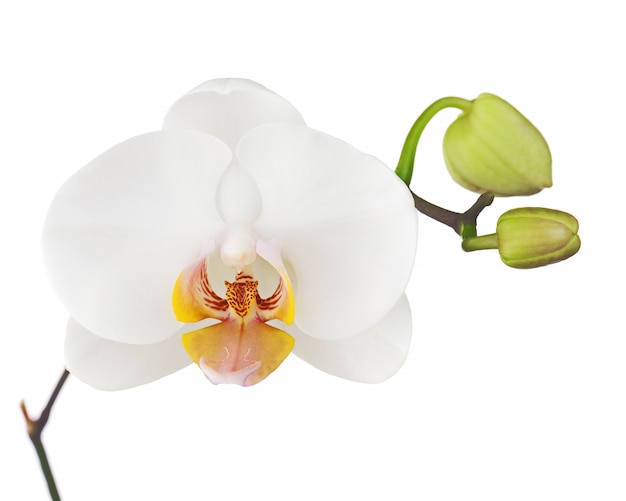 Orchidea isolata su bianco