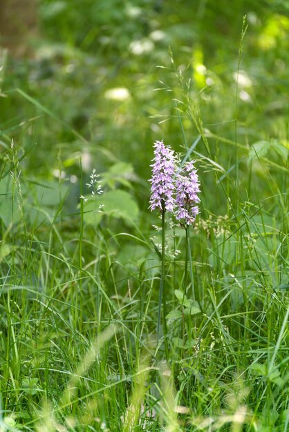 Orchidea macchiata di brughiera che fiorisce in estate