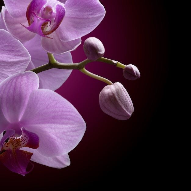 Orchidea magenta su sfondo nero