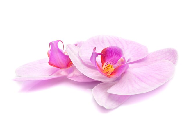 Orchidea magenta