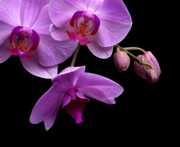 Orchidea magenta