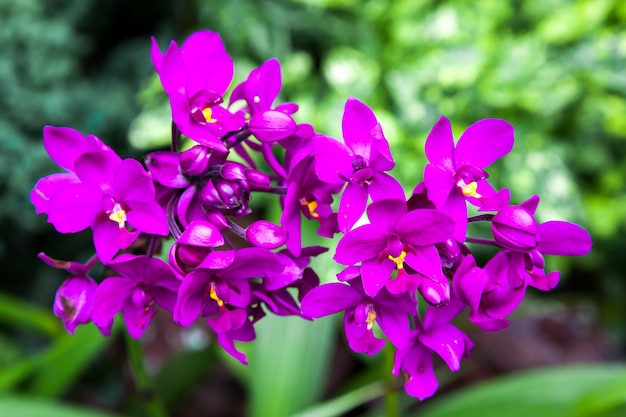 Orchidea nei giardini botanici di Singapore