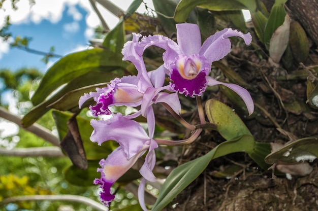 Orchidea nella foresta tropicale colombiana