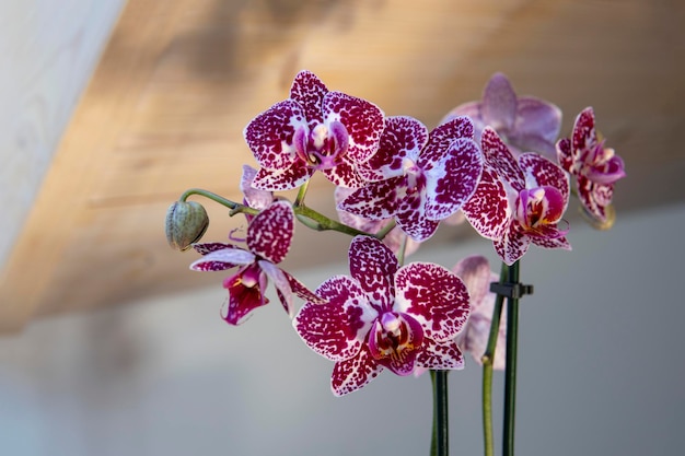 Orchidea phalaenopsis rosa alla luce del sole su sfondo di legno