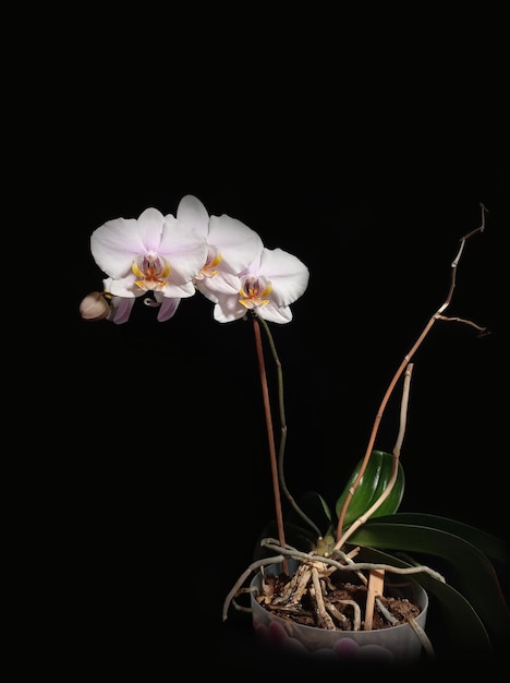 Orchidea Phalaenopsis rosa in vaso su sfondo scuro