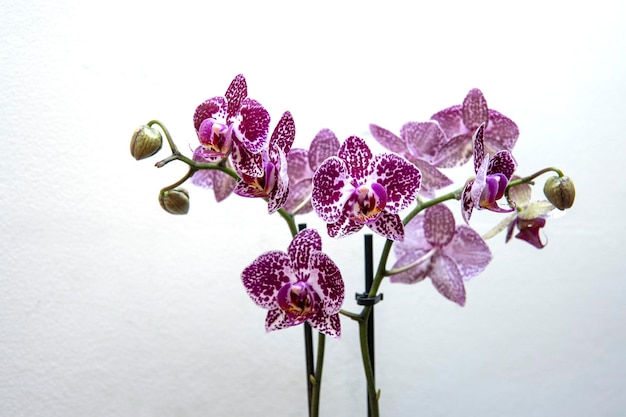 Orchidea phalaenopsis rosa su sfondo bianco