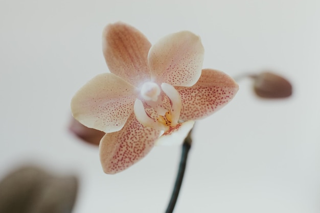 Orchidea Phalaenopsis Scention multiflora