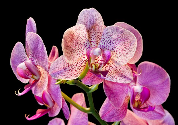 Orchidea Phalaenopsis