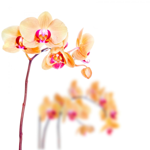 Orchidea Phalaenopsis