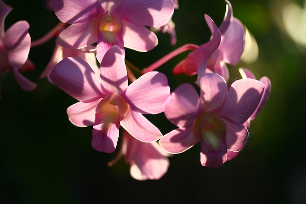 Orchidea rosa coltivata