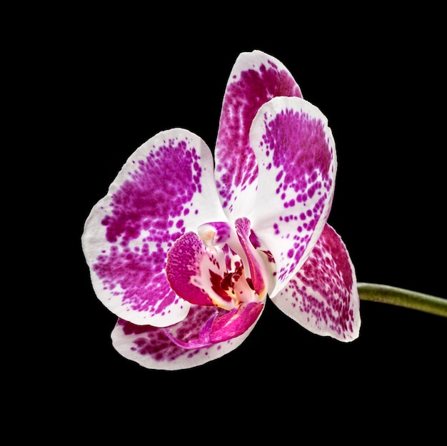 Orchidea rosa e bianca