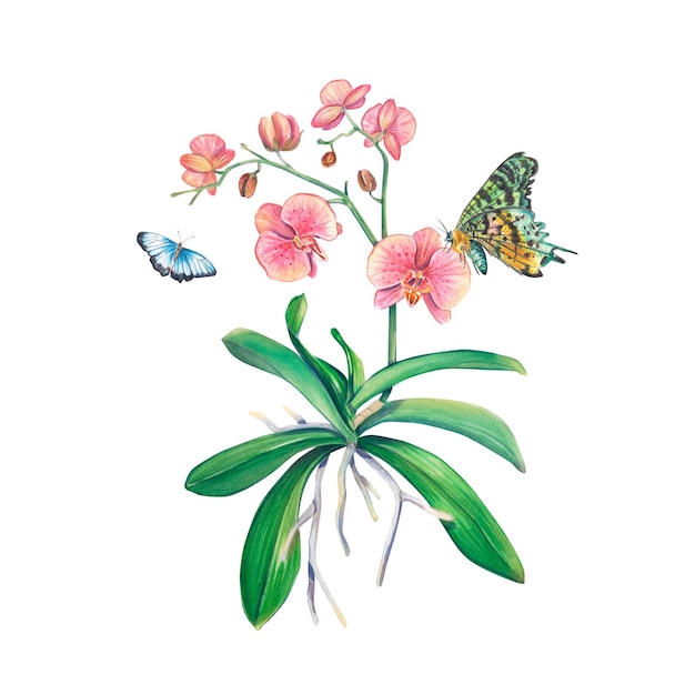 Orchidea rosa in acquerello su sfondo bianco con farfalle Una pianta d'appartamento esotica Orchidea tropicale Illustrazione botanica di un fiore Composizione floreale per stampa invito design pack spa