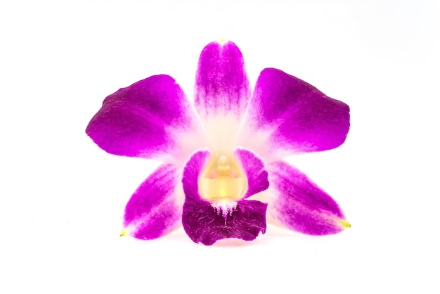 Orchidea rosa isolata su sfondo bianco