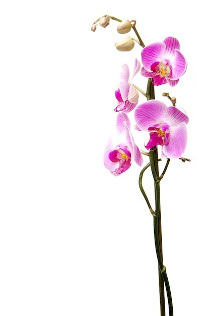 Orchidea rosa isolata su un bianco