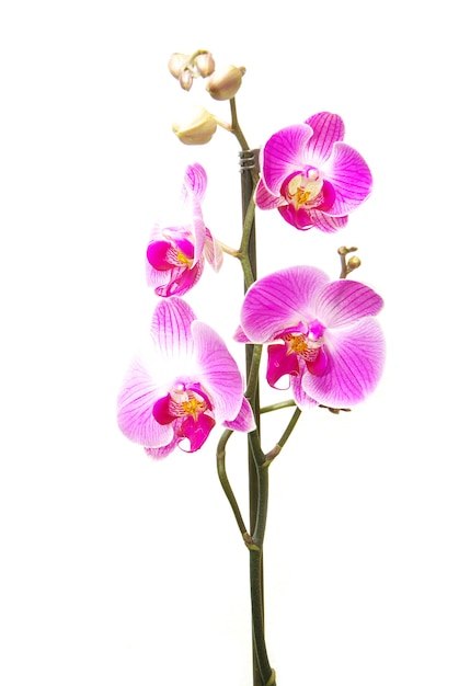 Orchidea rosa isolata su uno sfondo bianco