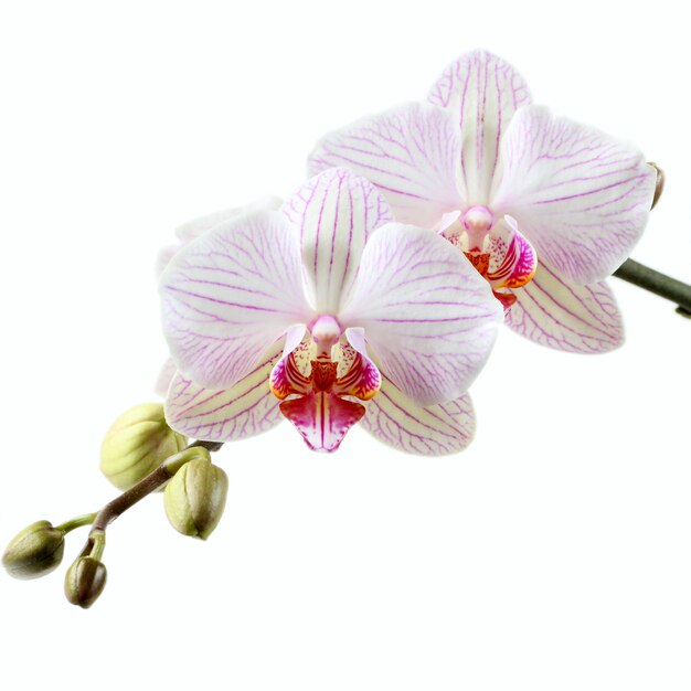 Orchidea rosa