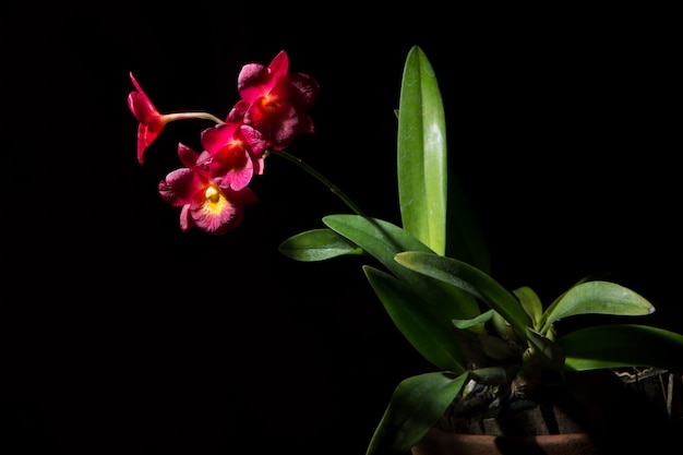 Orchidea rossa, sfondo nero