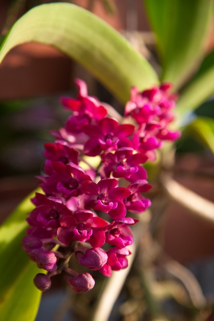 Orchidea rossa