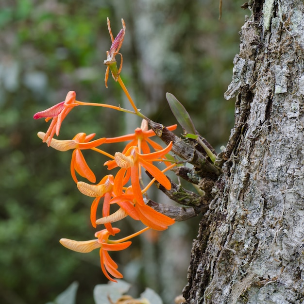 orchidea selvatica di unicum del dendrobium in Tailandia