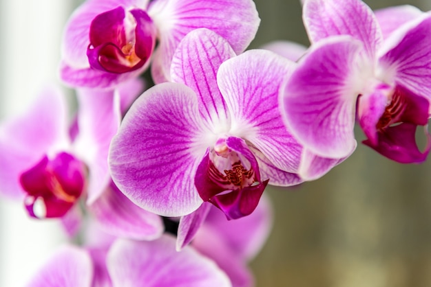 Orchidea sul davanzale della finestra sul balcone