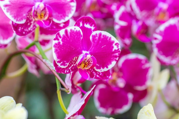 Orchidea sull&#39;infiorescenza nel giardino