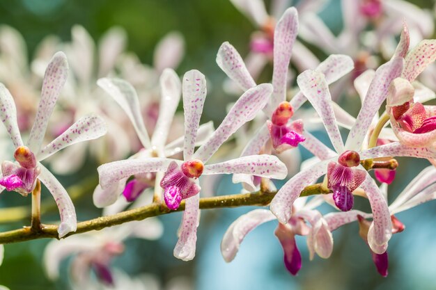 Orchidea viola bianca, Arachnostylis Chorchalood