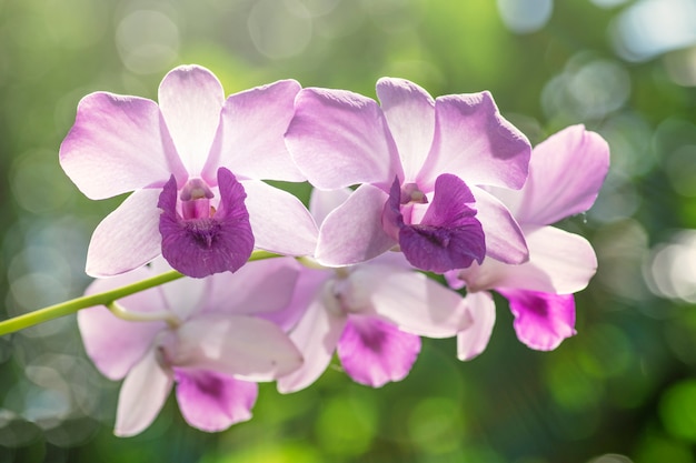 Orchidea viola con bokeh