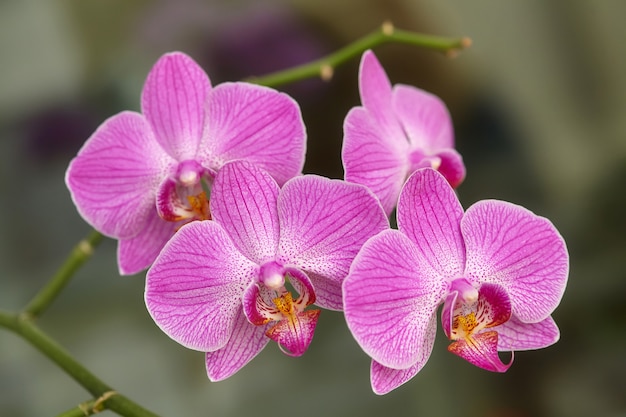 Orchidea viola di fioritura sulla natura verde