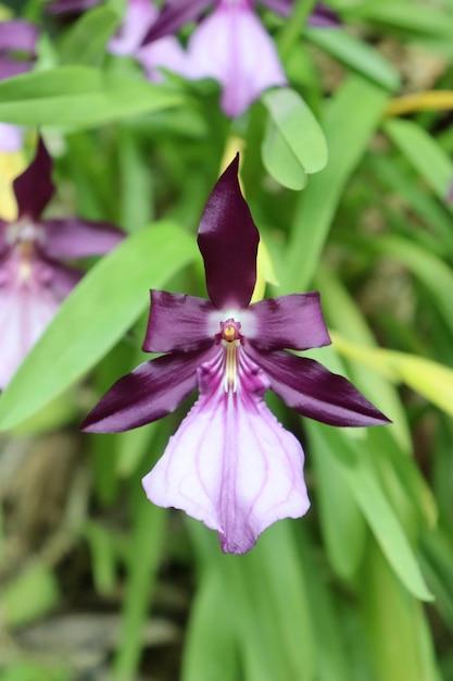 Orchidea viola e bianca della specie Miltonia moreliana