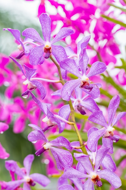 Orchidea viola in fattoria