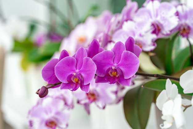 Orchidea viola in fiore sulla finestra del portico da vicino