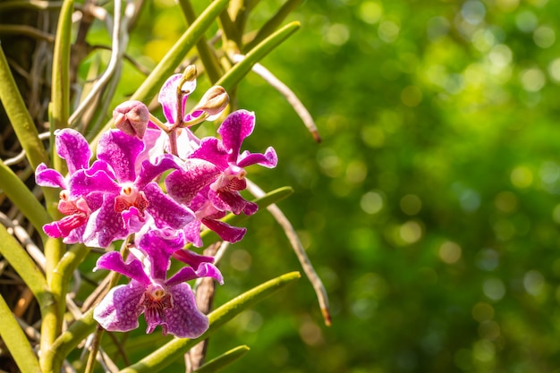 Orchidea viola, Mokara.