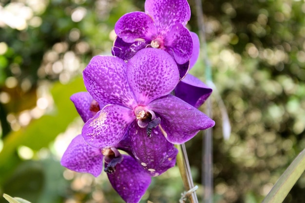 Orchidea viola nel giardino