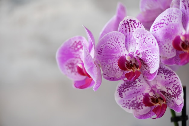 Orchidea viola su sfondo grigio cemento