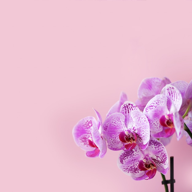 Orchidea viola su sfondo rosa