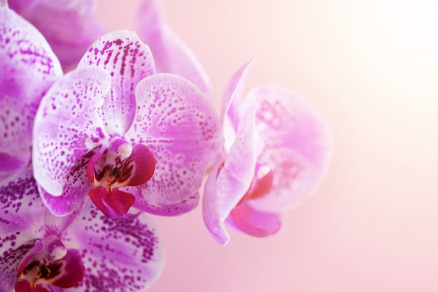 Orchidea viola su sfondo rosa