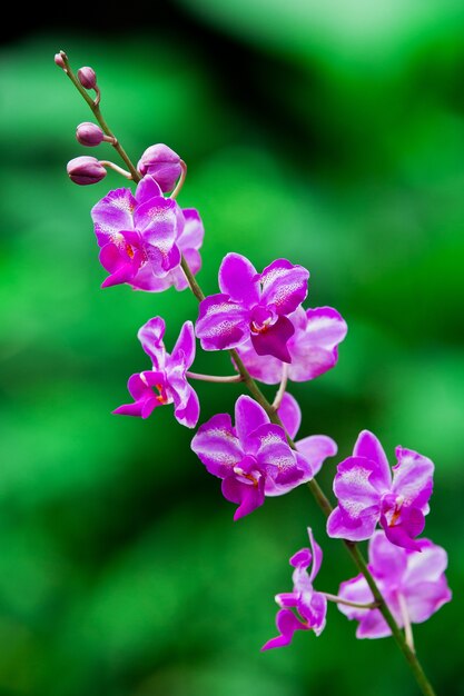 Orchidea viola su sfondo verde.