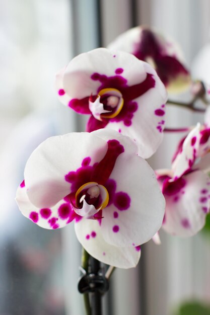 Orchidea Whitepink sul davanzale della stanza