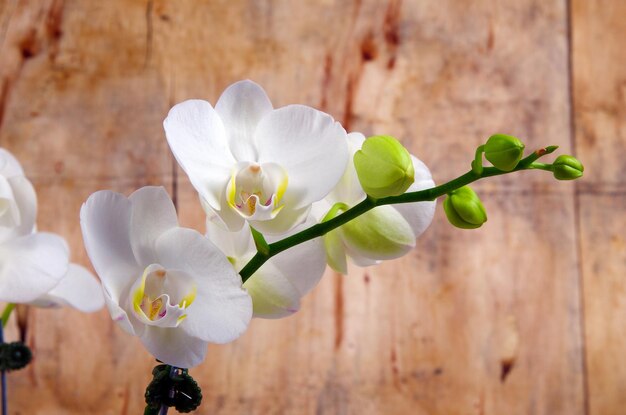 orchidea