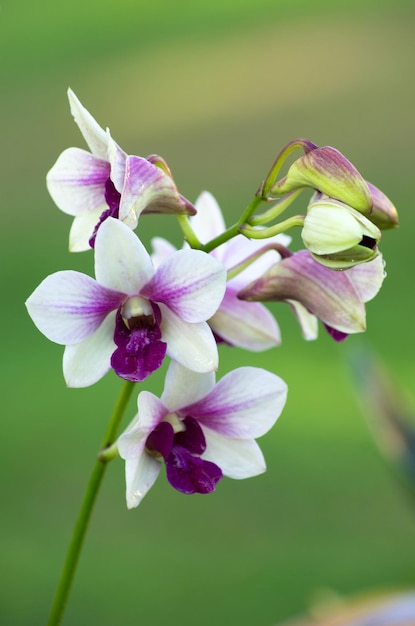 Orchidea