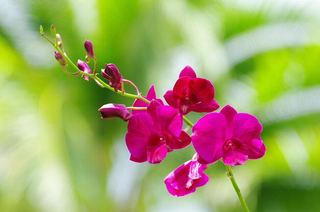 Orchidea